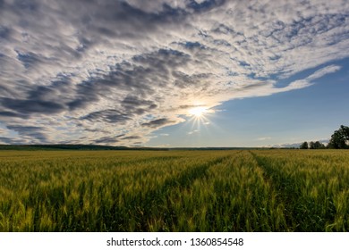 Lumen In The Clouds Over The Young Green Rye Or Wheat Field On A Summer Evening. Sunset Scene. Landscape.