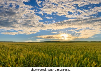 Lumen In The Clouds Over The Young Green Rye Or Wheat Field On A Summer Evening. Sunset Scene. Landscape.