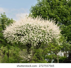 A luminous, cloud-like Dappled Willow Tree, Salix integra hakuro 'Nishiki',  bursts with airy white foliage, its soft plumes floating against deep green woodland and blue sky, creating a serene garden moment that feels light, ethereal, and timeless. This unique, tricolored plant exhibiting pink, green, and white variegated foliage. As its growth is fairly weak and shrubby, it is commonly sold grafted on the top of a straight stem of another willow. It has gained the Royal Horticultural Society's Award of Garden Merit.