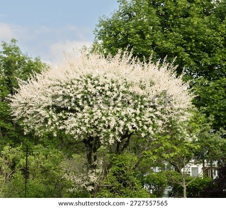A luminous, cloud-like Dappled Willow Tree, Salix integra hakuro 'Nishiki',  bursts with airy white foliage, its soft plumes floating against deep green woodland and blue sky, creating a serene garden moment that feels light, ethereal, and timeless. This unique, tricolored plant exhibiting pink, green, and white variegated foliage. As its growth is fairly weak and shrubby, it is commonly sold grafted on the top of a straight stem of another willow. It has gained the Royal Horticultural Society's Award of Garden Merit.