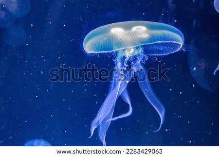A luminous jellyfish underwater in the sea