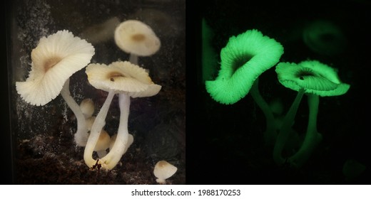 luminous mushroom ( green pepe)  fungus bed cultivation  in terrarium at home. light on and off. - Shutterstock ID 1988170253