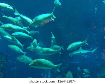 Luminous Silver School Of Fish Swimming In Sync.