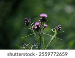 Luminous violet thistle (buds and blooming flower) with thorns - in a green atmosphere (Penthéréaz, Vaud)