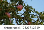 lumix g80, apple tree, nature, Poland