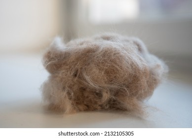 A Lump Of Cat Hair On A Windowsill