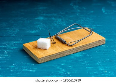 A Lump Of Sugar In A Mousetrap. The Bait Is In A Mousetrap. Free Lump Of Sugar In The Trap.