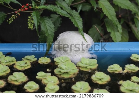 a lump of white foam frog egg nest in the fish pond