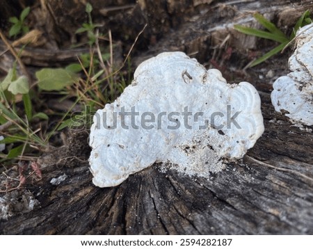 Lumpy Bracket (Trametes gibbosa) – A Unique Polypore Mushroom, As it matures, the surface of the fungus often develops greenish patches of algae, blending it naturally into its environment.