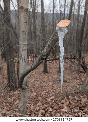 A lumpy icicle formed by freezing sap hangs from the cut branch of a sugar maple (Acer saccharum) tree at Raystown Lake, Pennsylvania, USA