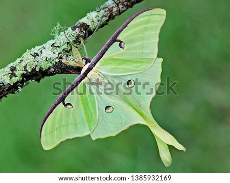 Luna Green Velvet Moth on Tree Branch