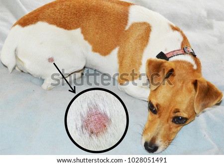 Luna the Jack Russell suffering from ringworm on her rump