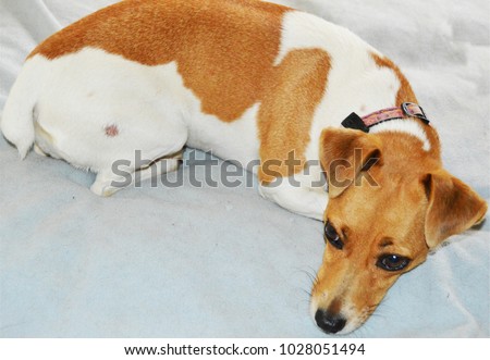 Luna the Jack Russell suffering from ringworm on her rump