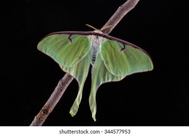 Luna Moth, Actias luna - Powered by Shutterstock