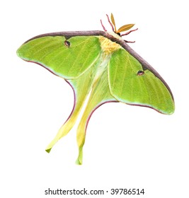 Luna Moth (Actias Luna)