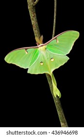 Luna Moth Isolated On Black Background