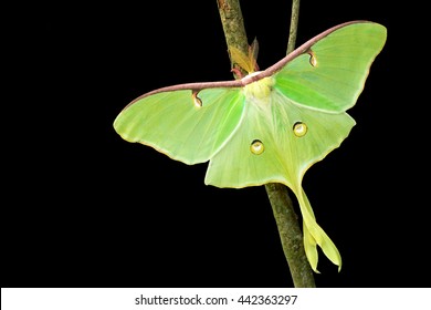 Moth luna Maynard Life