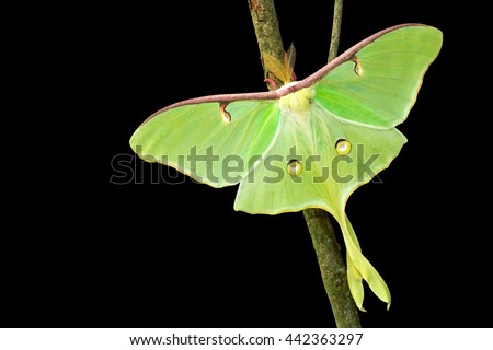 Luna Moth isolated on branch