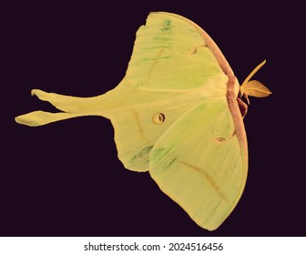 Luna Moth On A Black Back Ground  This Beautiful Moth Is Only Found In North America And Is Considered An Endangered Species 