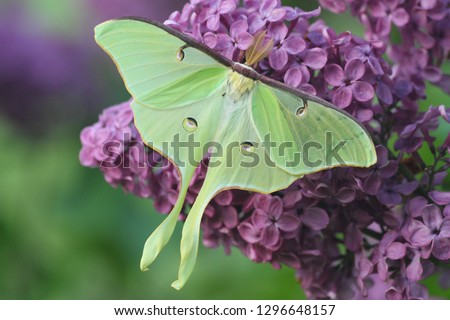 luna moth on lilac