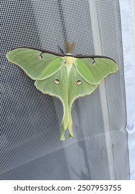 luna moth on a screen door in the daylight