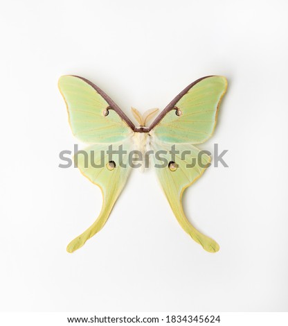 Luna Moth on white background