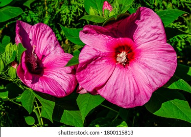 Luna Rose Hibiscus In The Garden 