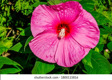 Luna Rose Hibiscus In The Garden 