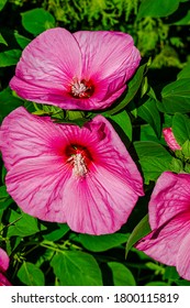 Luna Rose Hibiscus In The Garden 