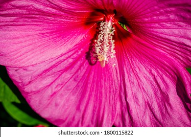 Luna Rose Hibiscus In The Garden 