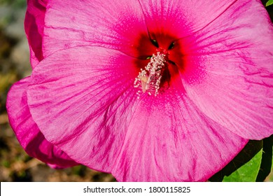 Luna Rose Hibiscus In The Garden 