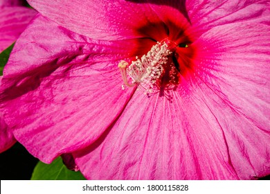 Luna Rose Hibiscus In The Garden 