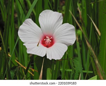 A Luna White Hibiscus Flower