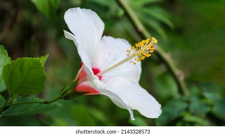 A LUNA WHITE hibiscus flower in bloom at a Lentor Street Singapore pavement garden on 5 Apr 2022, 9 AM. It has snow-white petals and a blood-red core.