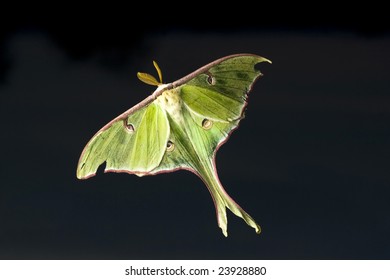 Lunar Moth Flying On Dark Background