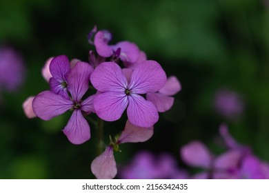 41 Lunaria biennis Images, Stock Photos & Vectors | Shutterstock