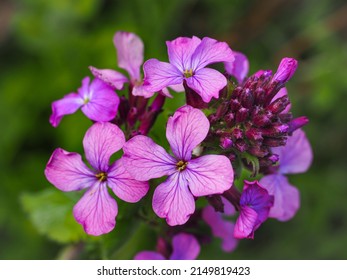 Lunaria annua, called as honesty, bright purple flowers, close up. Hesperis matronalis, Money plant or Moneywort is short-lived, flowering plant in the cabbage and mustard family Brassicaceae. - Powered by Shutterstock