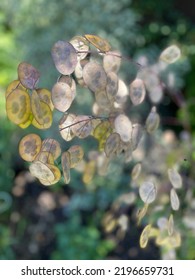 Lunaria Annua (Honesty) Seed Heads