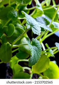 Lunaria plant growth. Lunaria seeds. Silver dollar plant growing. leaves. leaf. fuzzy leaf.  Gardening in home apartment growing flowers. Leaves of silver dollar plant. botanical macro nature photo. 
