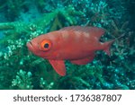 Lunar-tailed bigeye, goggle eye, or moontail bullseye (Priacanthus hamrur) Bali, Indonesia