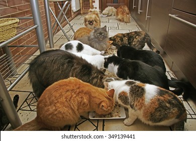 Lunch In The Cat Shelter. Shelter For Homeless Pets