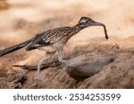 Lunch Anyone? A Roadrunner picks up a branch full of ants to eat in Tonto National Forest in Arizona. 