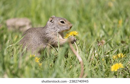 Lunch for the Uinta Ground Squirrel