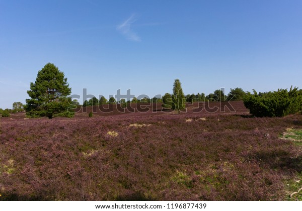 Luneburg Heath Summer Blue Sky Stock Photo Edit Now