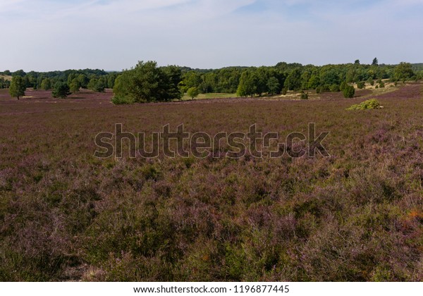 Luneburg Heath Summer Blue Sky Stock Photo Edit Now