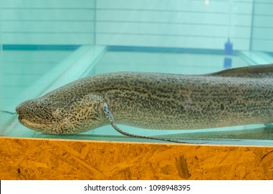 Lung Fish (dipnoi) In A Fish Tank.