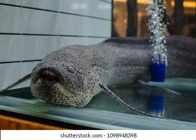 Lung Fish (dipnoi) In A Fish Tank.