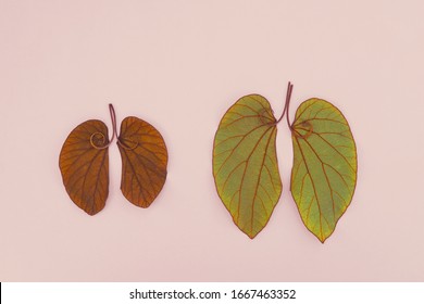 Lung Shaped Leaves,Lung Cancer, World Tuberculosis Day, World No Tobacco Day, Pulmonary Hypertension, Covid, Long Covid, Eco Air Pollution, Organ Donation Concept