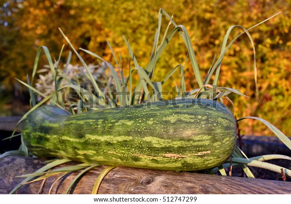 Lunga Di Napoli Squash Known Long Stock Photo Edit Now 512747299