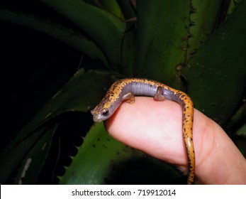 Lungless Salamander On Finger